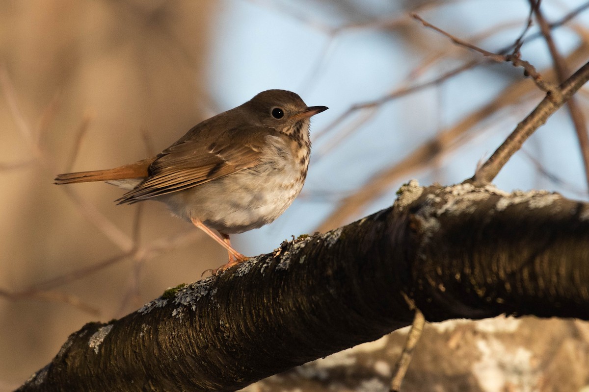 Hermit Thrush (faxoni/crymophilus) - Alex Lamoreaux