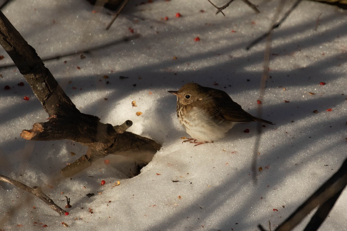 Hermit Thrush (faxoni/crymophilus) - Alex Lamoreaux