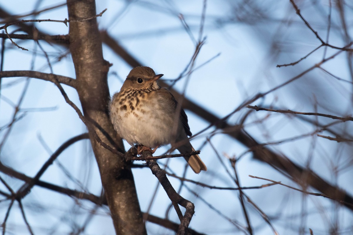 Hermit Thrush (faxoni/crymophilus) - ML308878481