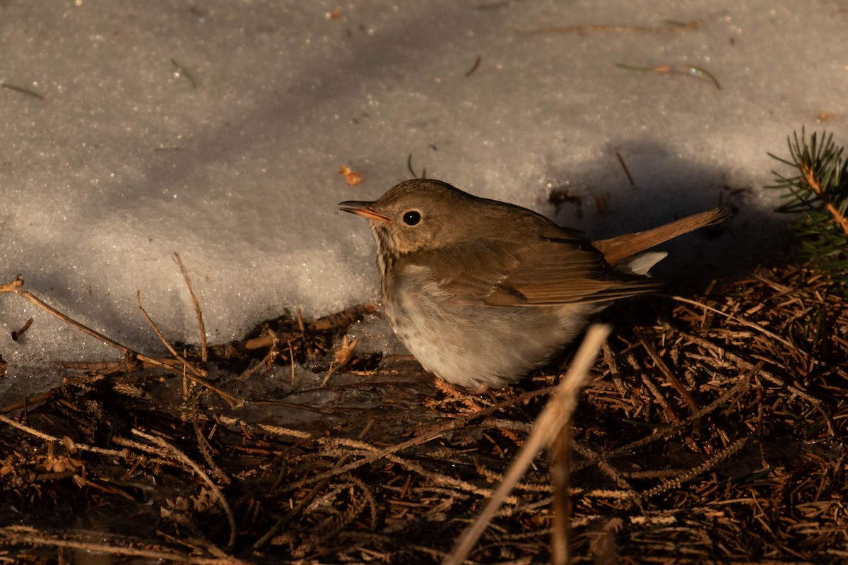 Hermit Thrush (faxoni/crymophilus) - Alex Lamoreaux