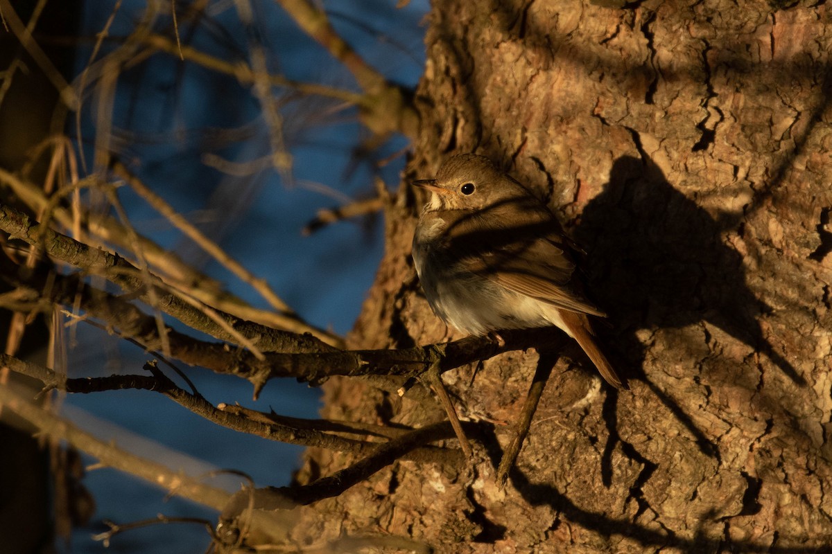 Hermit Thrush (faxoni/crymophilus) - ML308878591