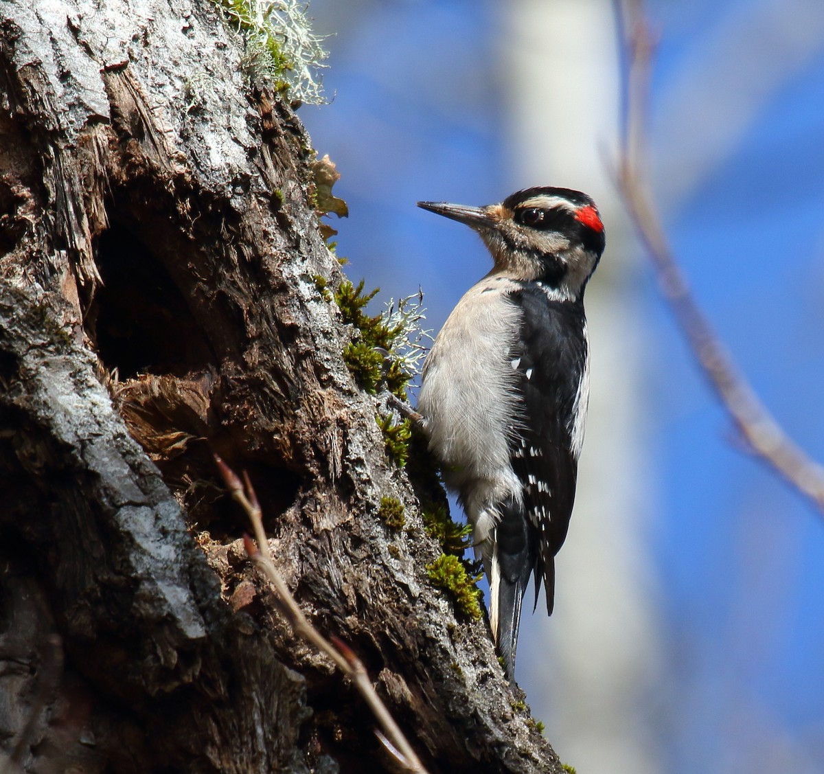 Hairy Woodpecker - ML308879151