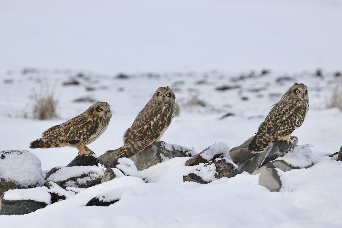 Short-eared Owl - ML308881141