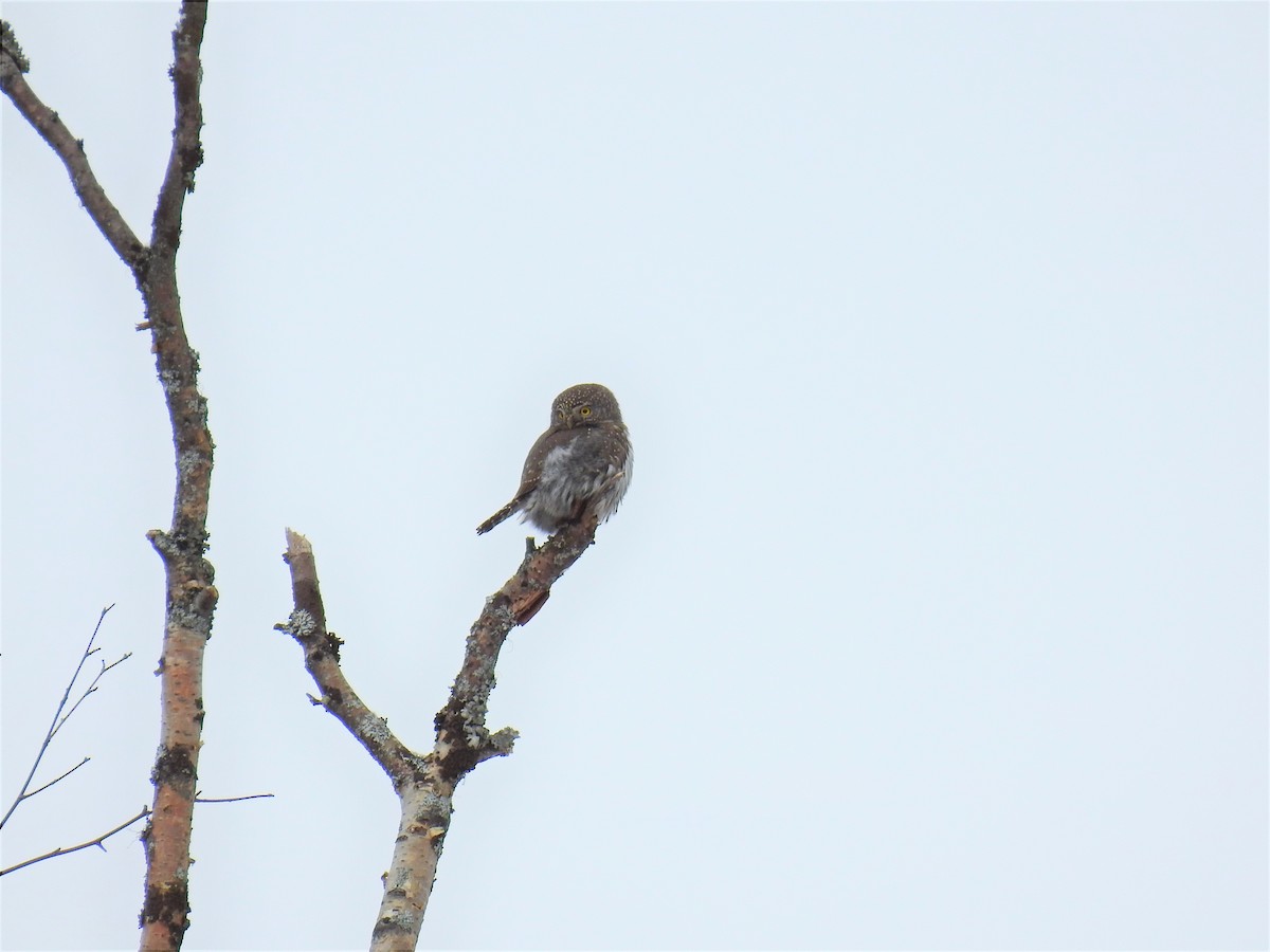 Northern Pygmy-Owl - Darlene Cancelliere