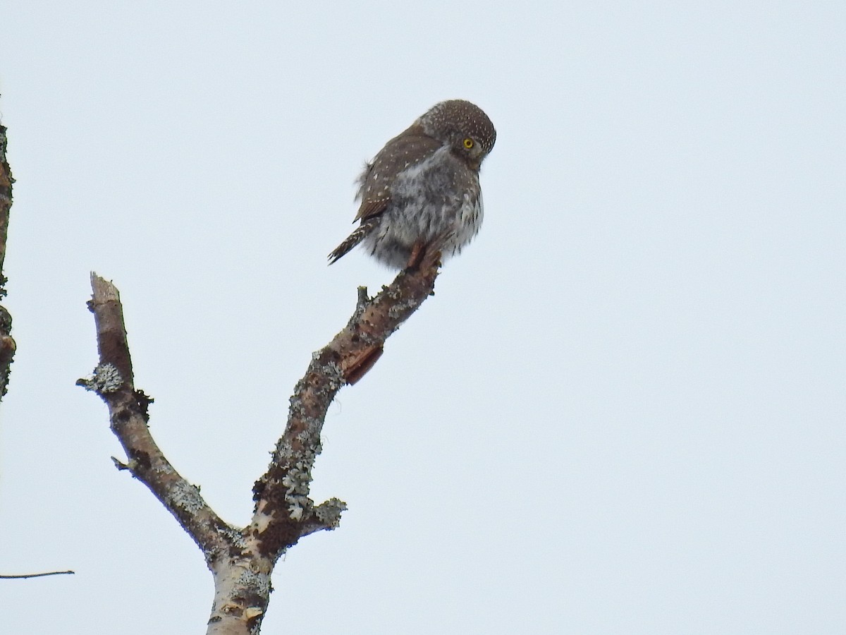 Northern Pygmy-Owl - Darlene Cancelliere