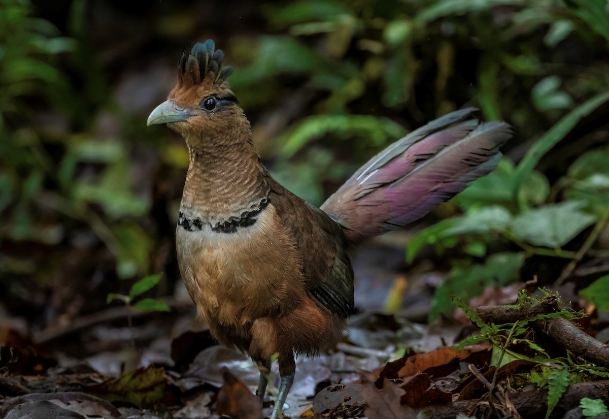 Rufous-vented Ground-Cuckoo - ML308882591