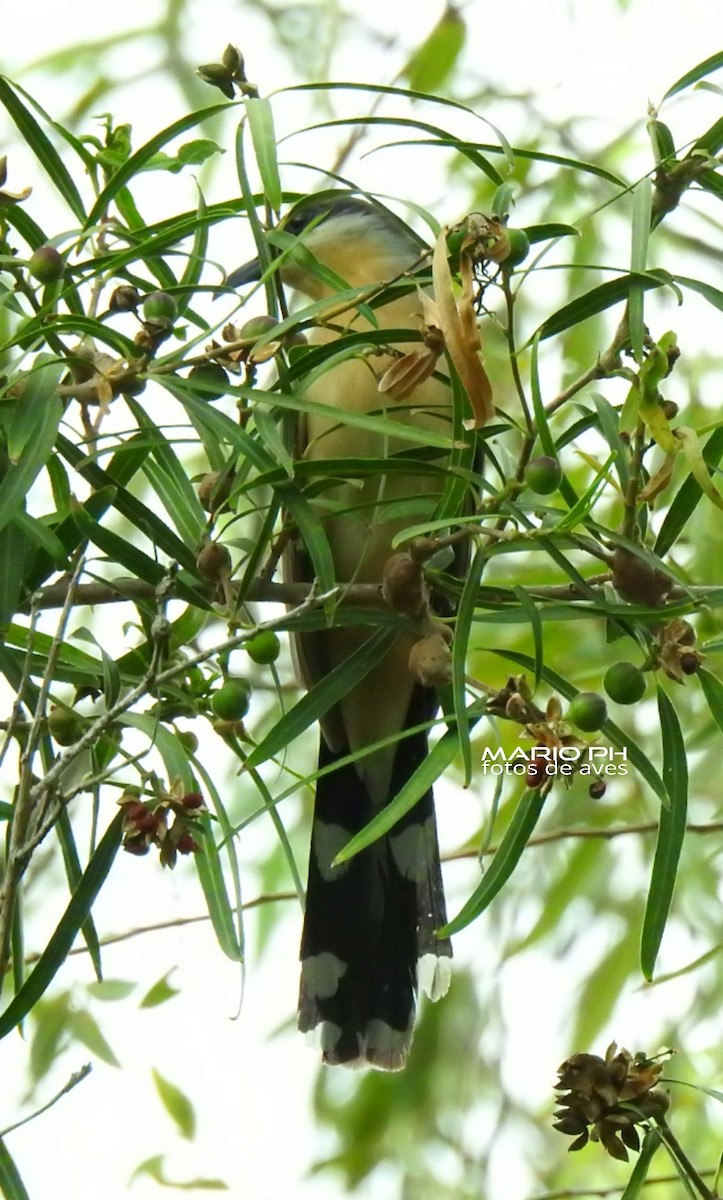 Dark-billed Cuckoo - ML308884141