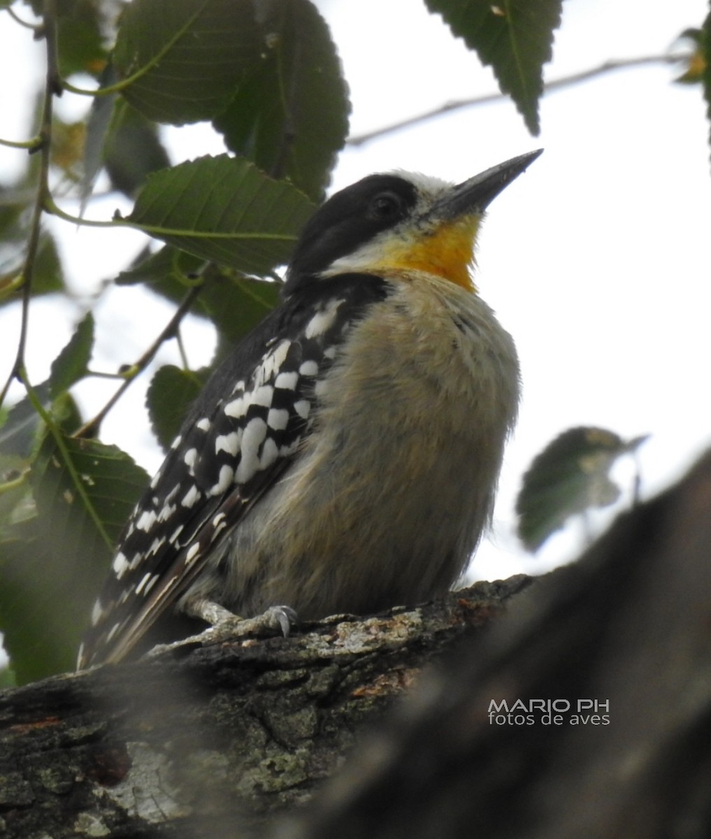 White-fronted Woodpecker - ML308884351