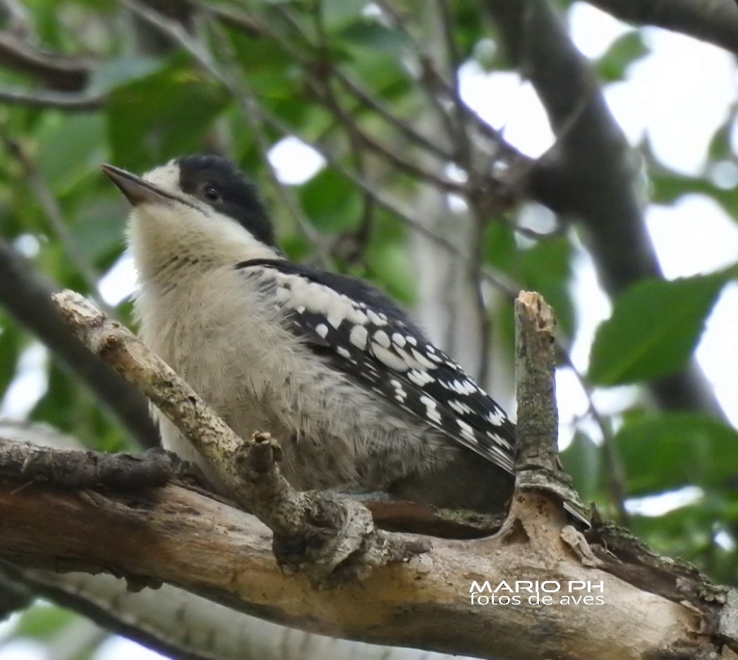 White-fronted Woodpecker - ML308884451