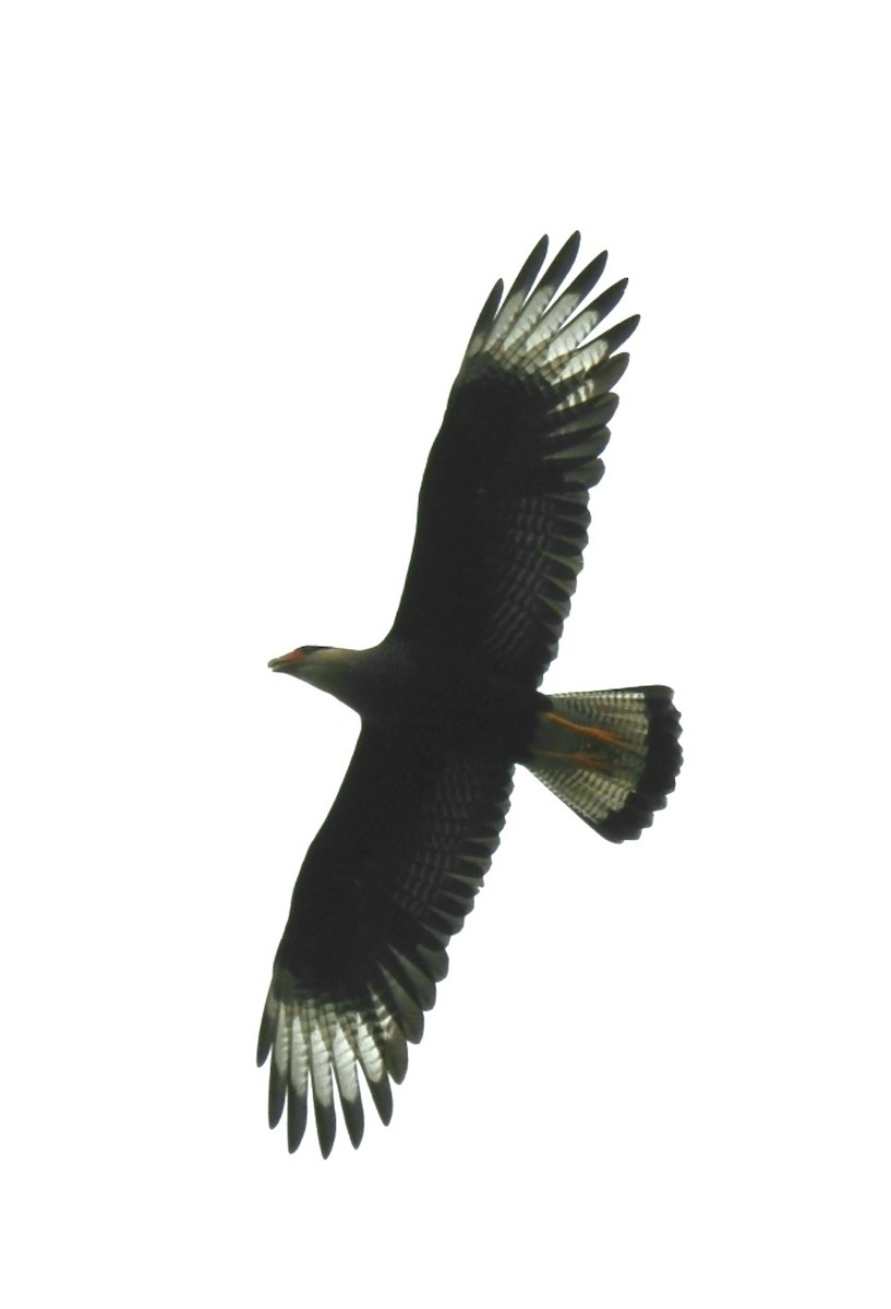 Caracara huppé (plancus) - ML308884831