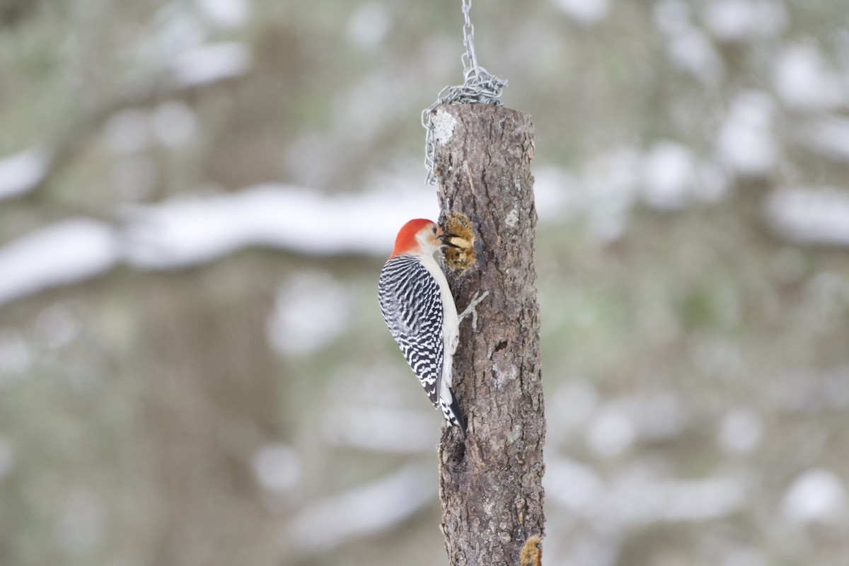 Red-bellied Woodpecker - ML308884881