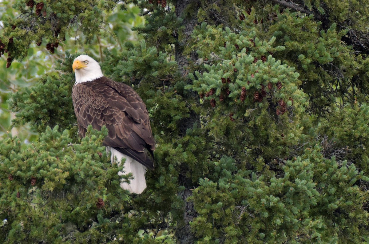 Bald Eagle - Blair McCann