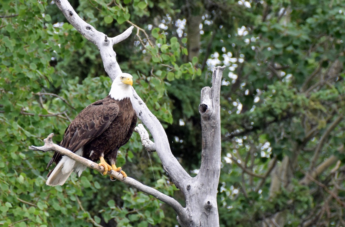 Bald Eagle - Blair McCann