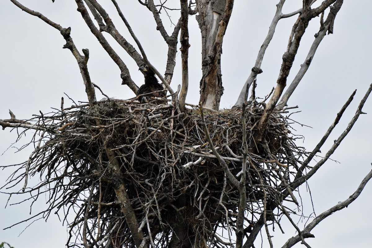 Bald Eagle - ML308885241