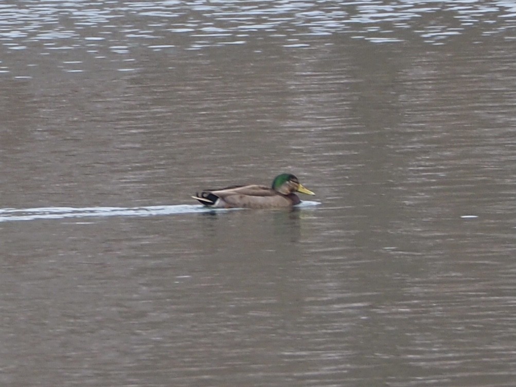 Mallard x American Black Duck (hybrid) - ML308885411