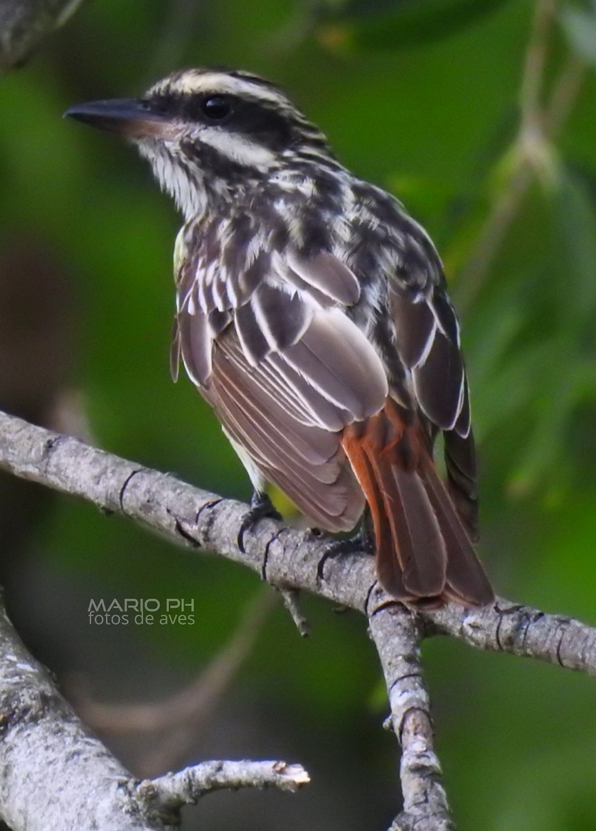 Streaked Flycatcher - ML308885671