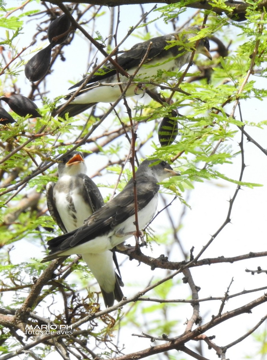 Brown-chested Martin - ML308885821