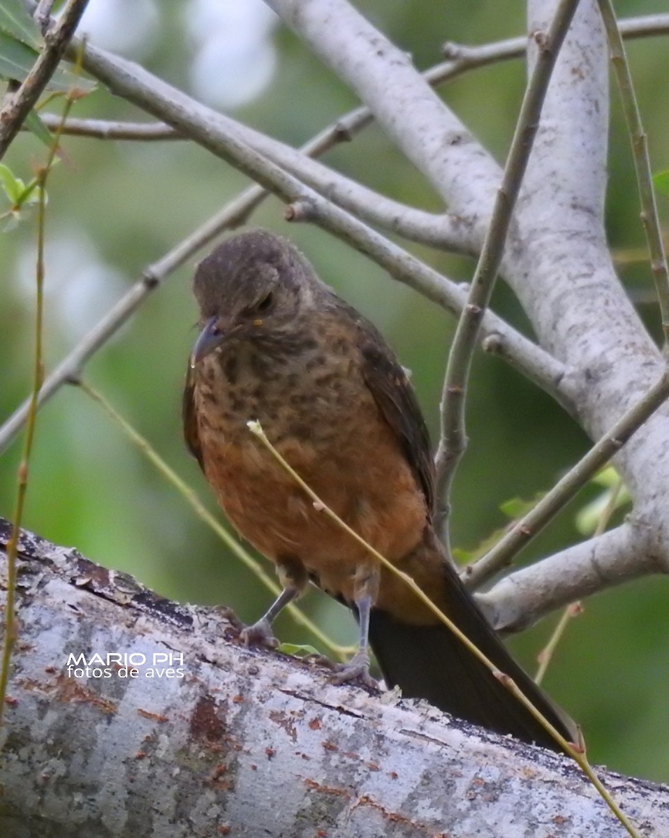 Rufous-bellied Thrush - ML308886021