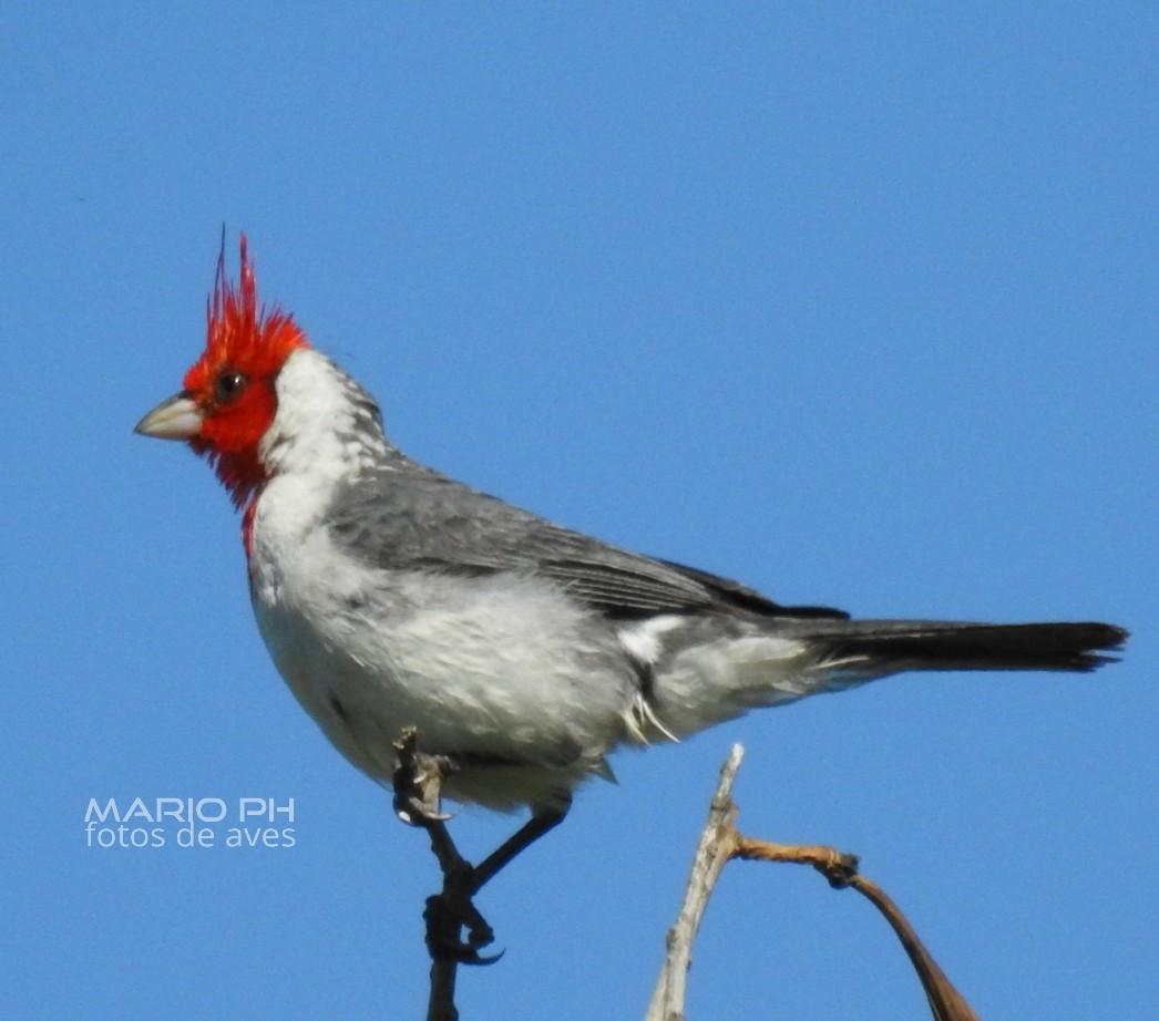 Red-crested Cardinal - ML308886501