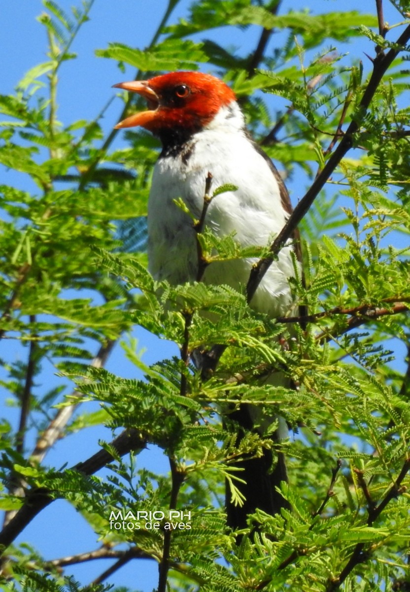 Yellow-billed Cardinal - ML308886691