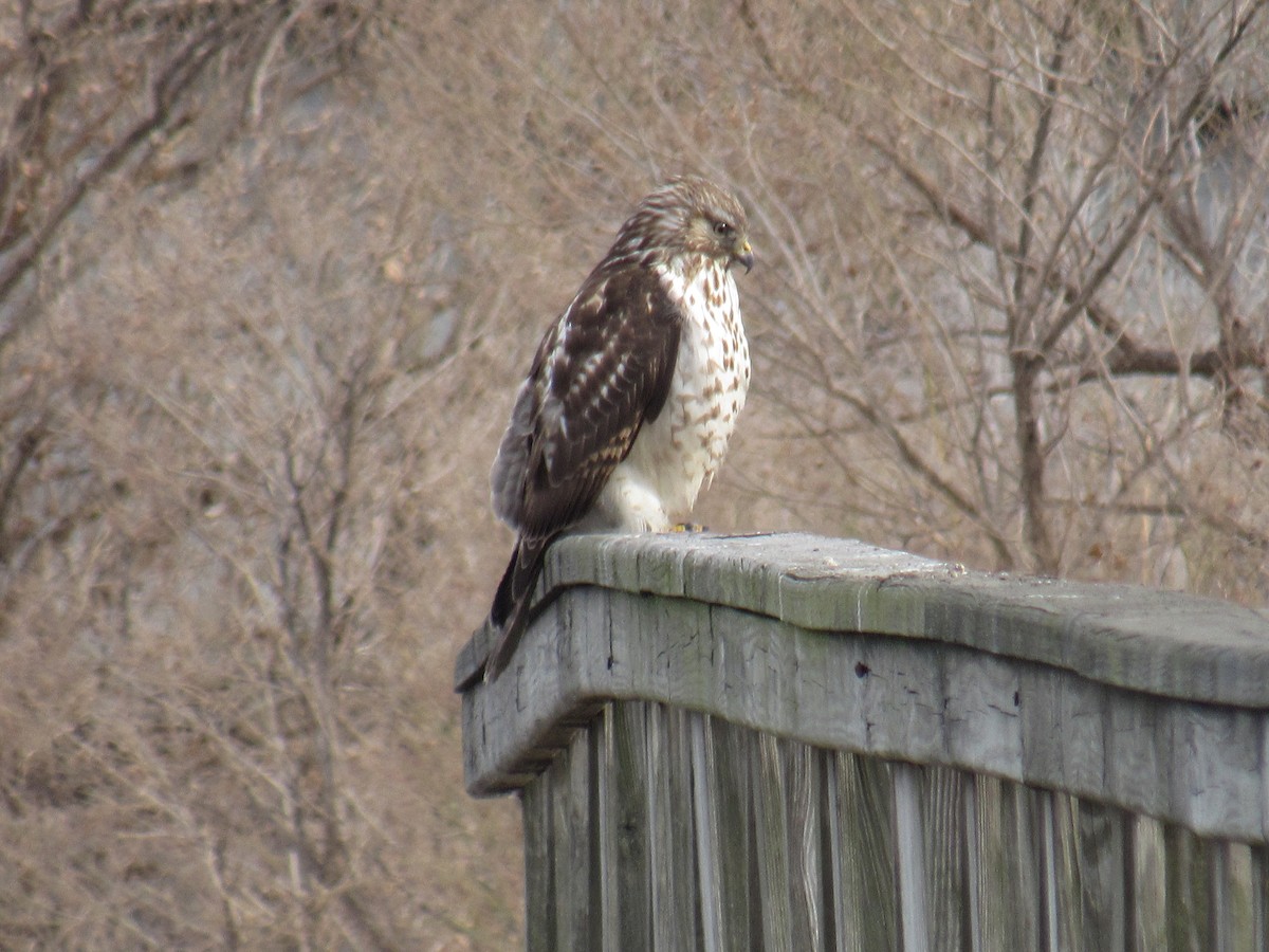 Red-shouldered Hawk - ML308886771