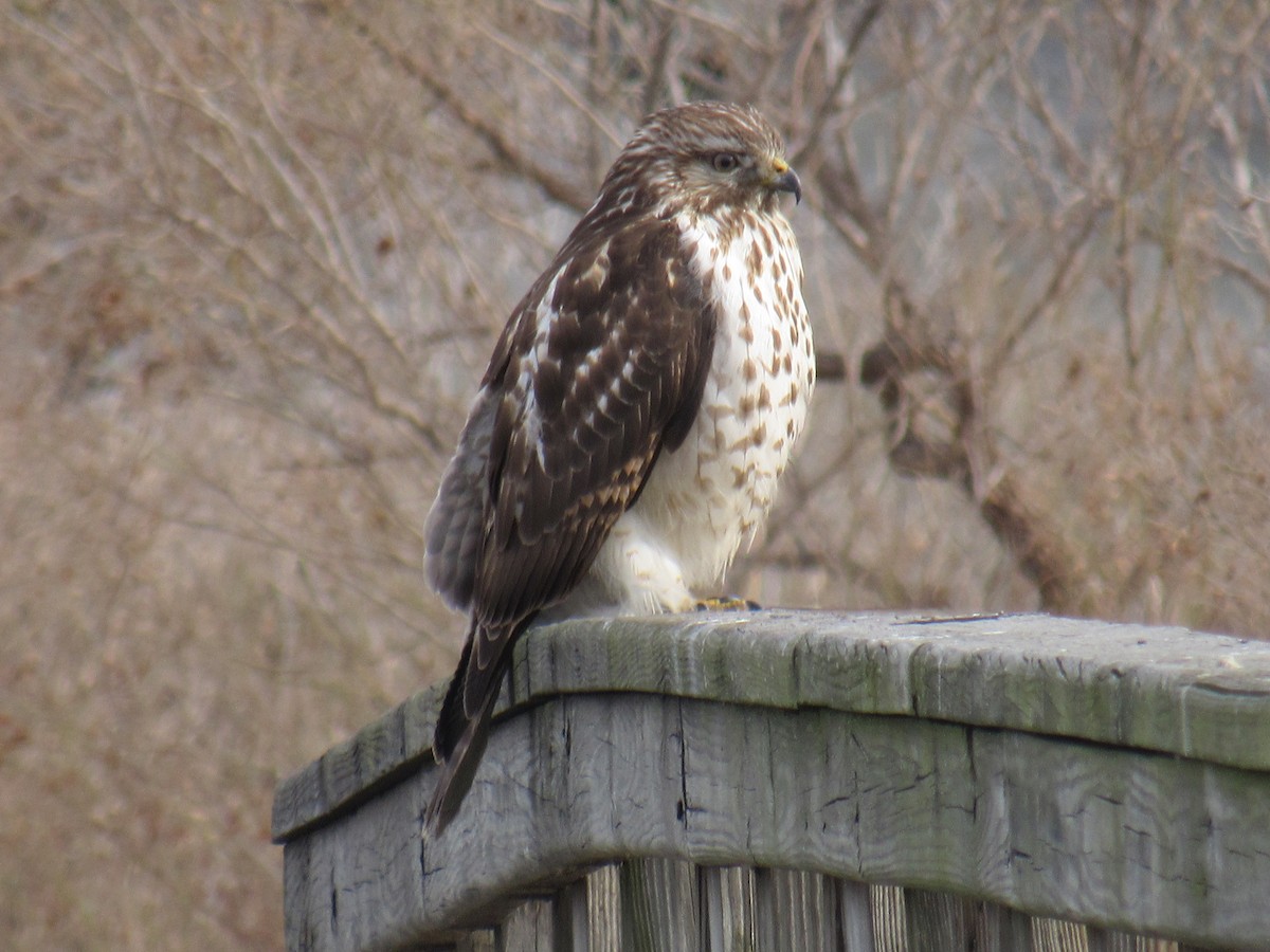 Red-shouldered Hawk - ML308886781