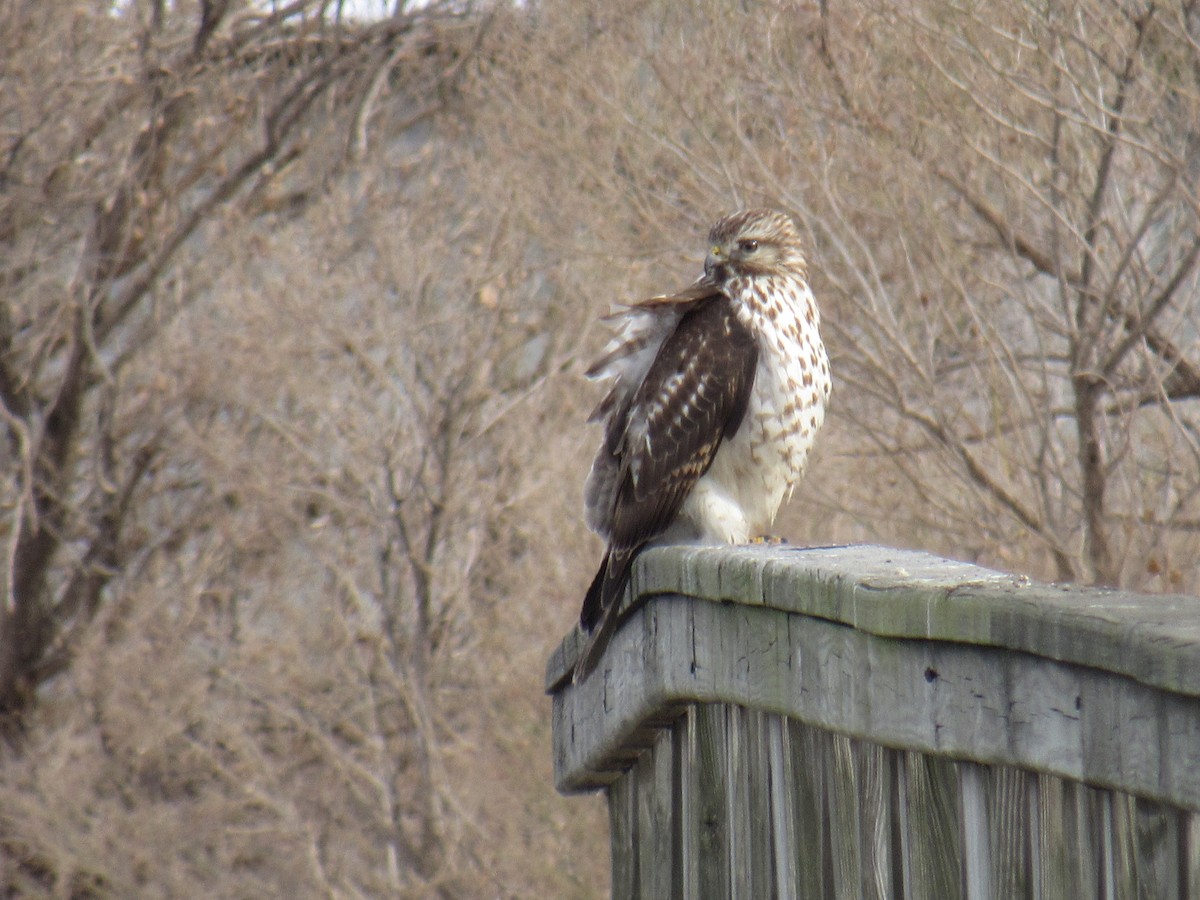 Red-shouldered Hawk - ML308886791
