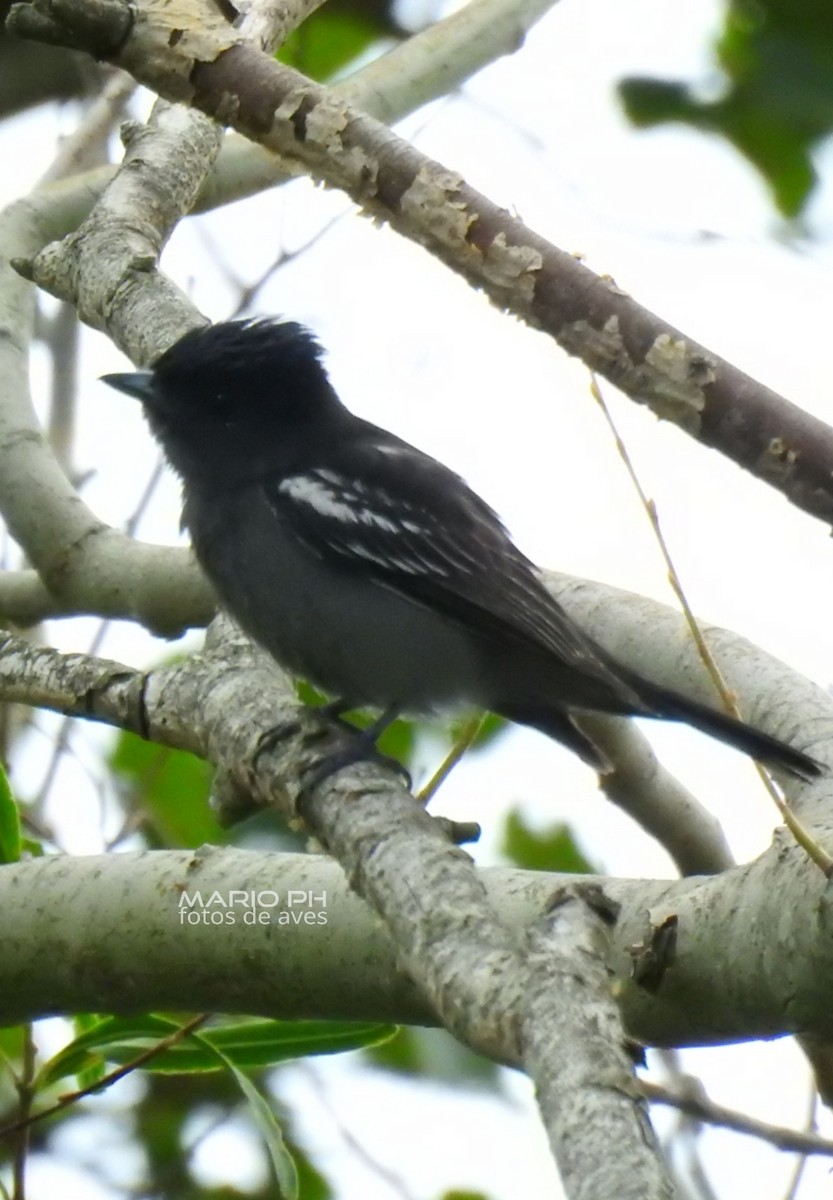 White-winged Becard - Mario Casadei