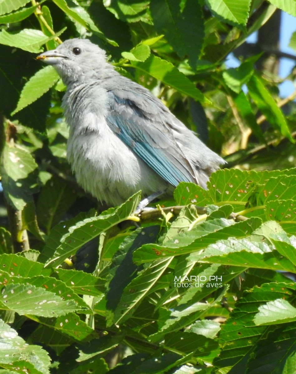 Sayaca Tanager - ML308887161