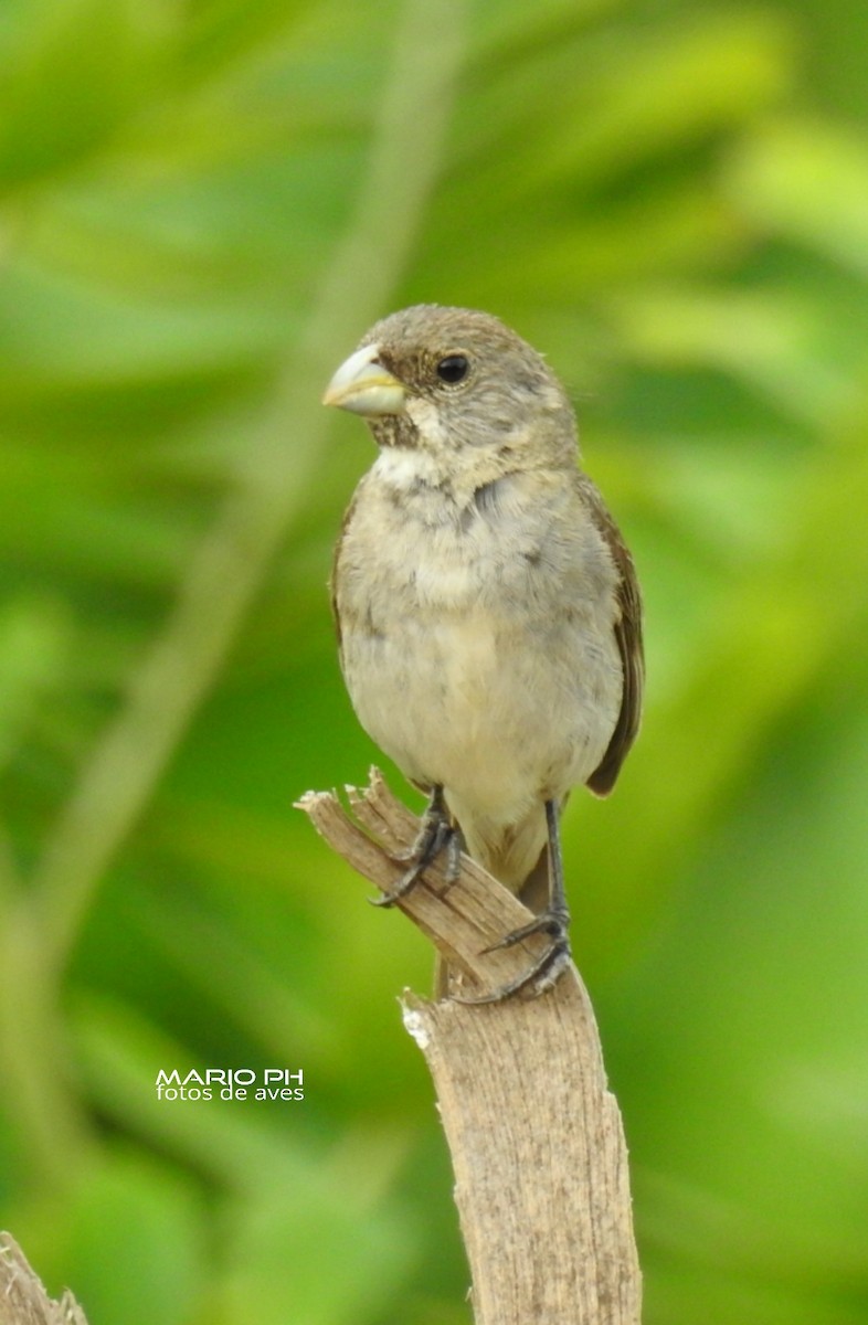 Double-collared Seedeater - ML308887601