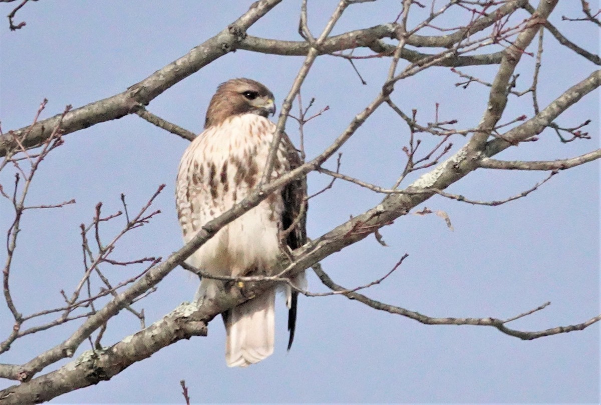 Red-tailed Hawk - ML308889171