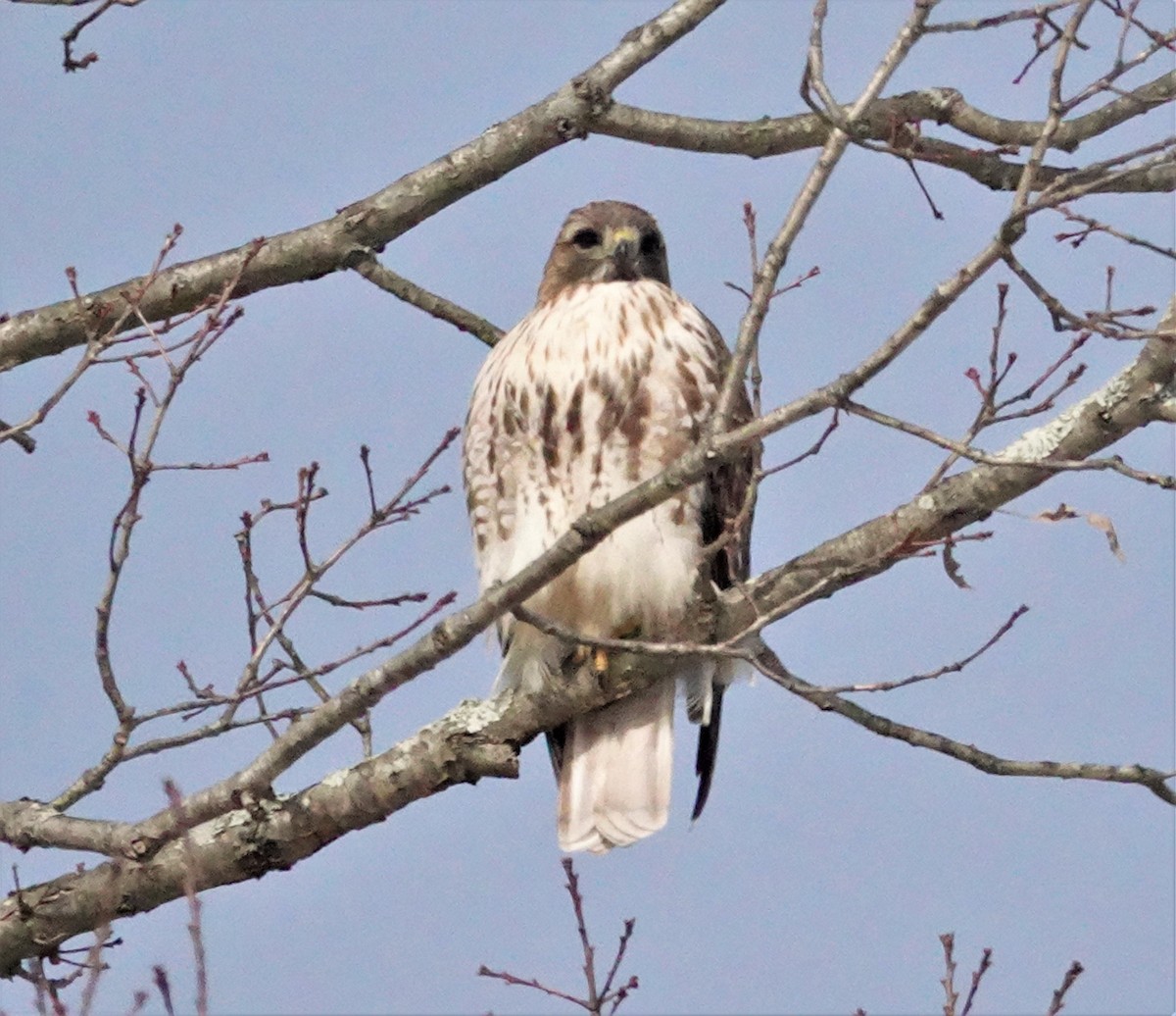 Red-tailed Hawk - ML308889181
