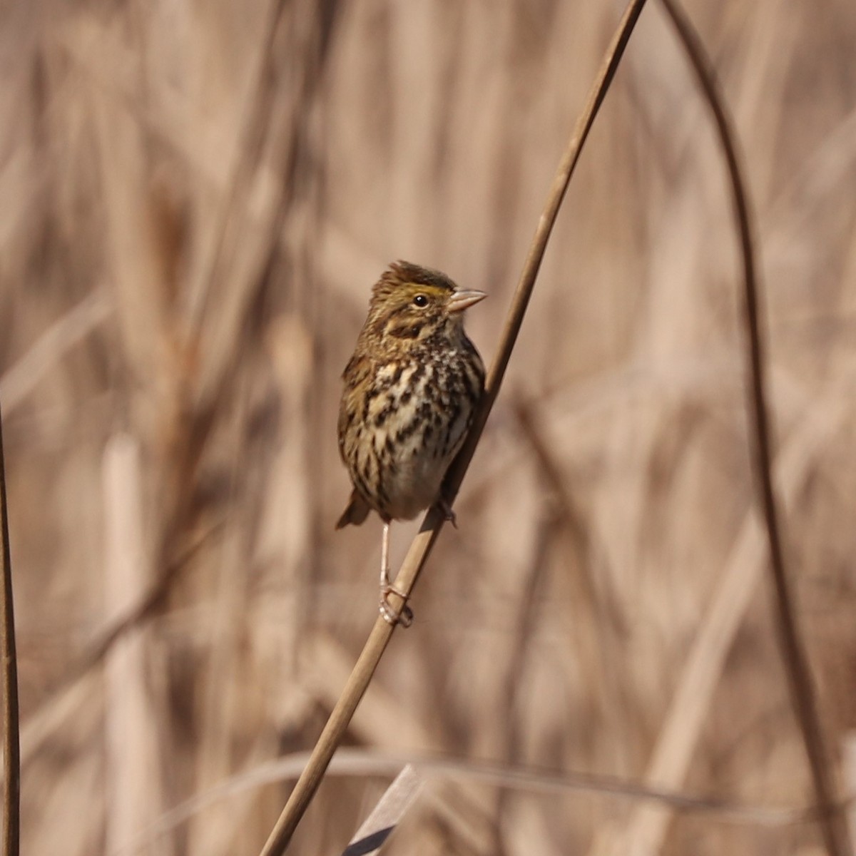 Savannah Sparrow - ML308889581