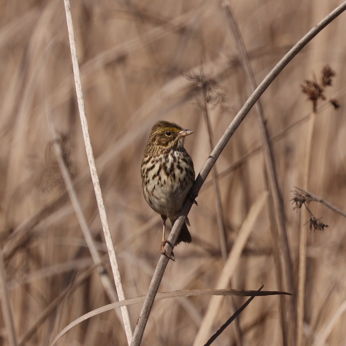 Savannah Sparrow - ML308889601