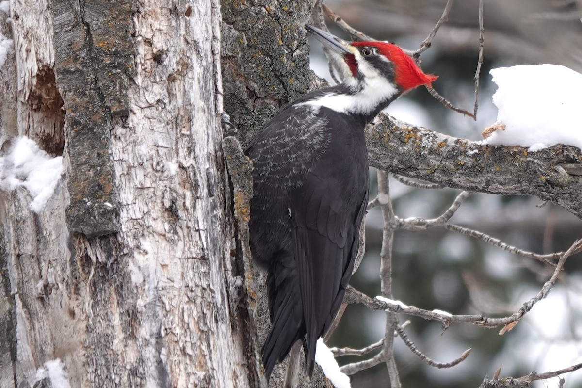 Pileated Woodpecker - Mike Blancher