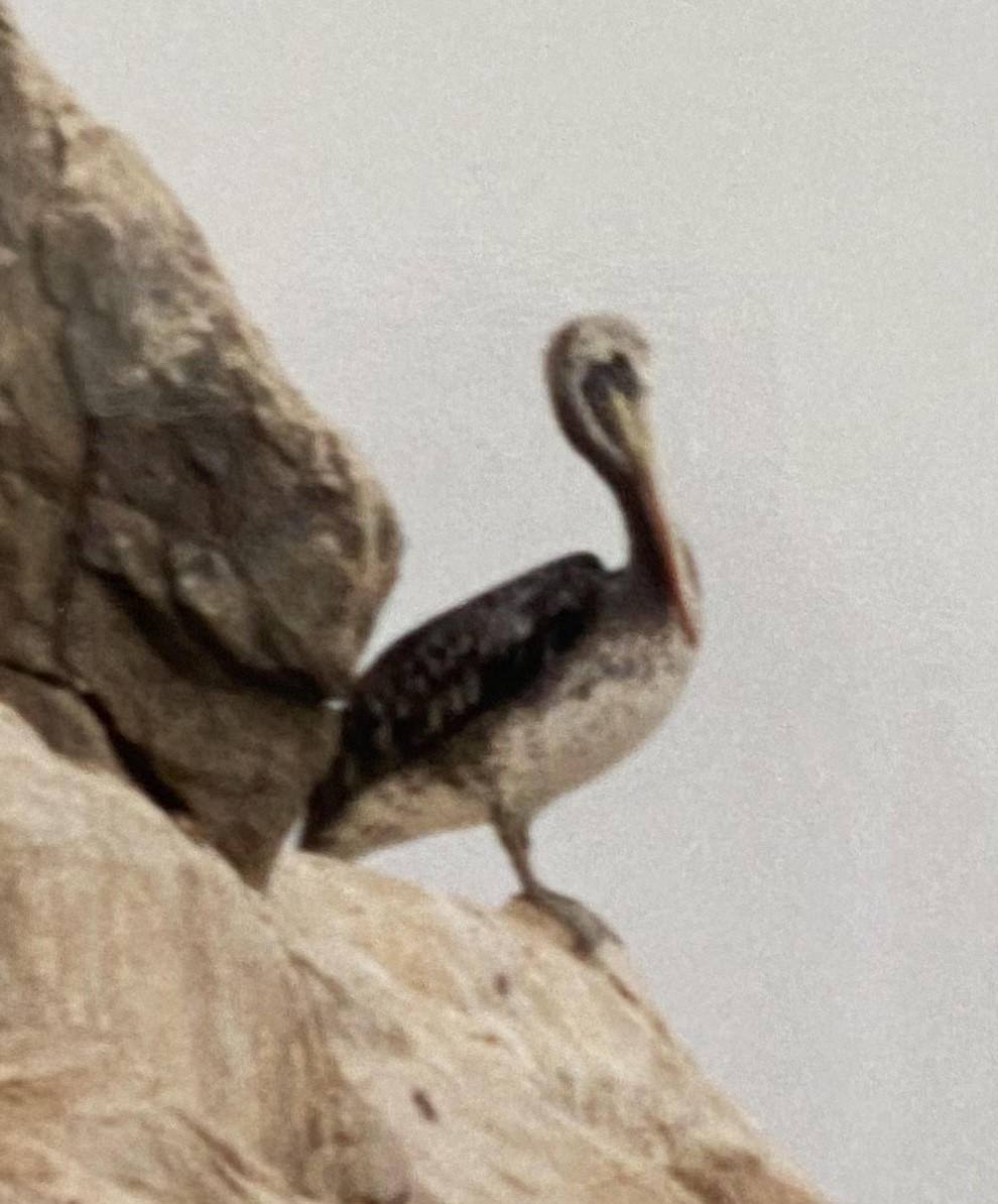 pelikán chilský - ML308890971