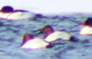Canvasback - ML308893311