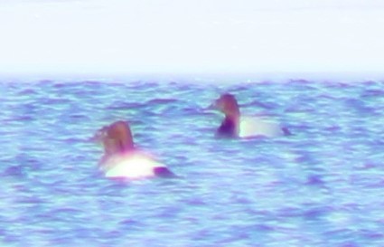 Canvasback - ML308893321