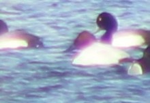 Canvasback - ML308893331