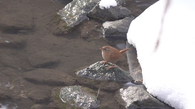 Winter Wren - ML308894881