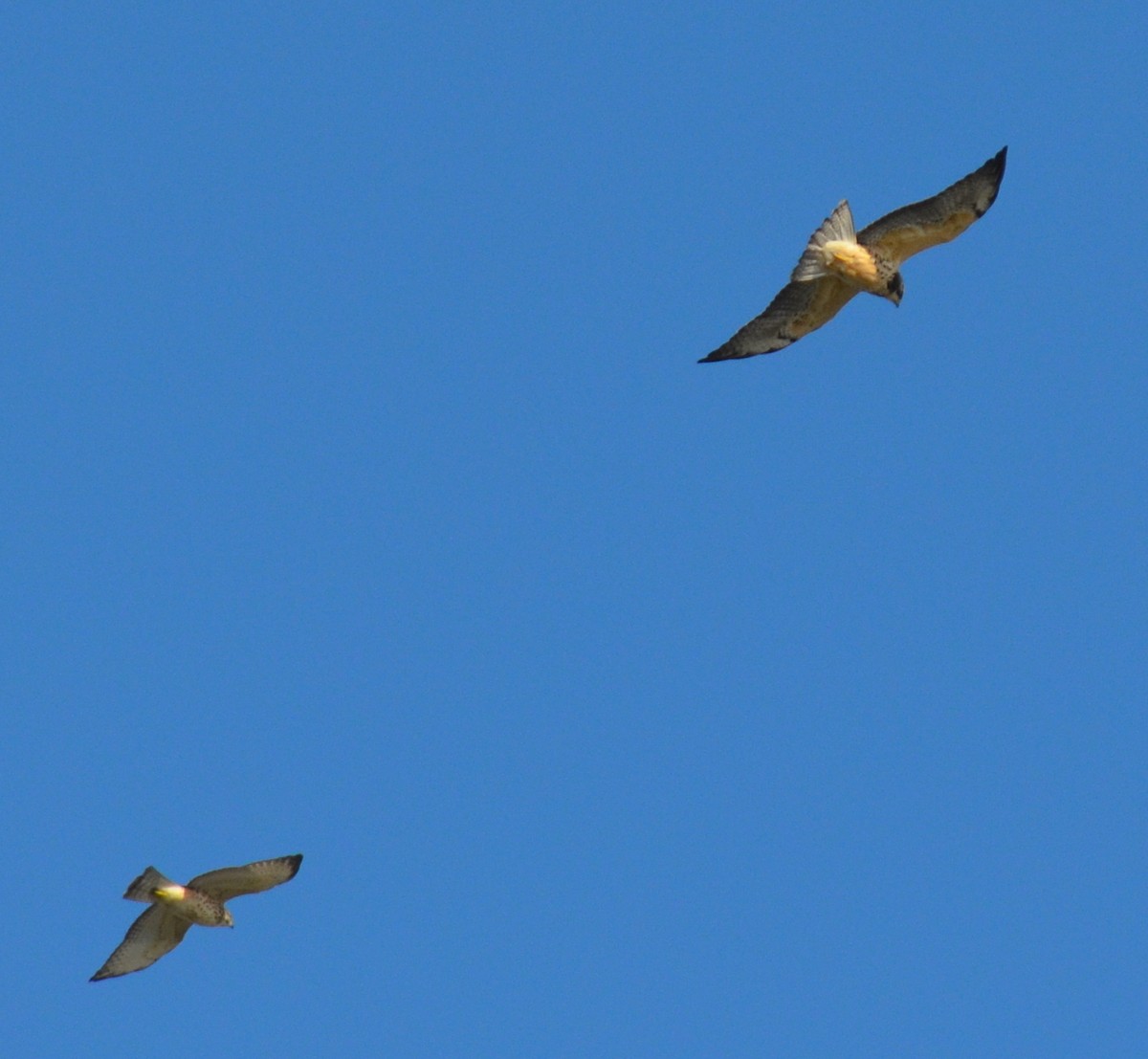 Swainson's Hawk - ML30889531