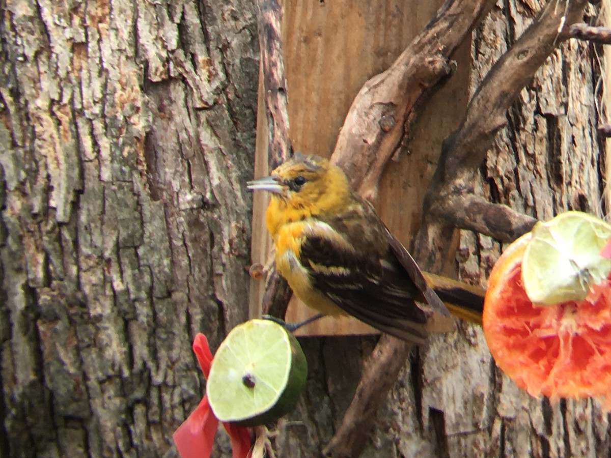 Baltimore Oriole - Matt Brady