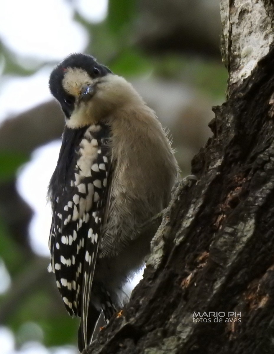 White-fronted Woodpecker - ML308896161