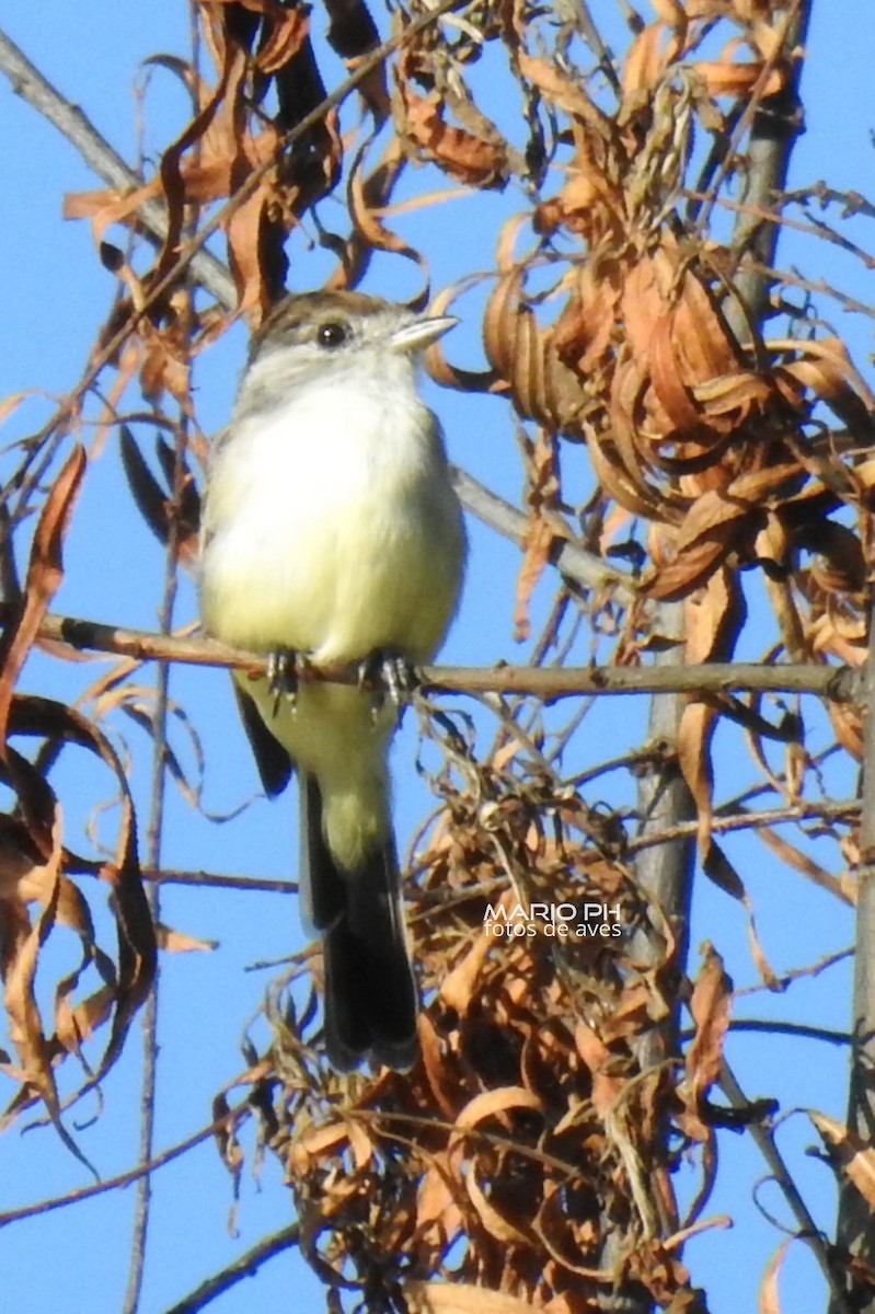 White-naped Xenopsaris - ML308896401