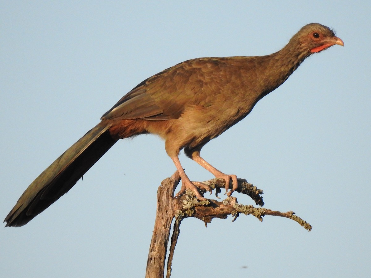 Chaco Chachalaca - ML308896481