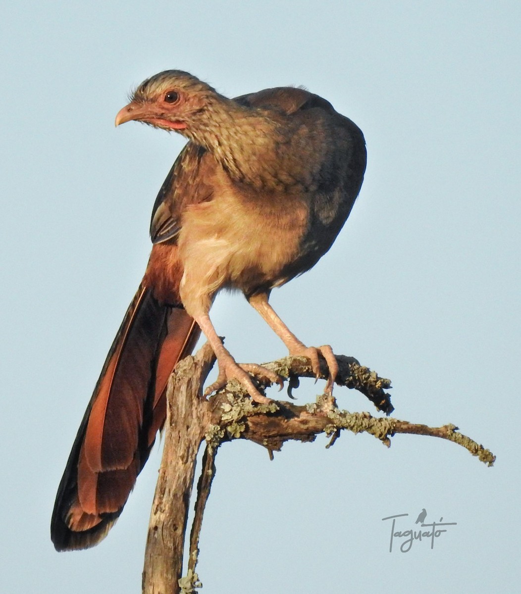 Chaco Chachalaca - ML308896541