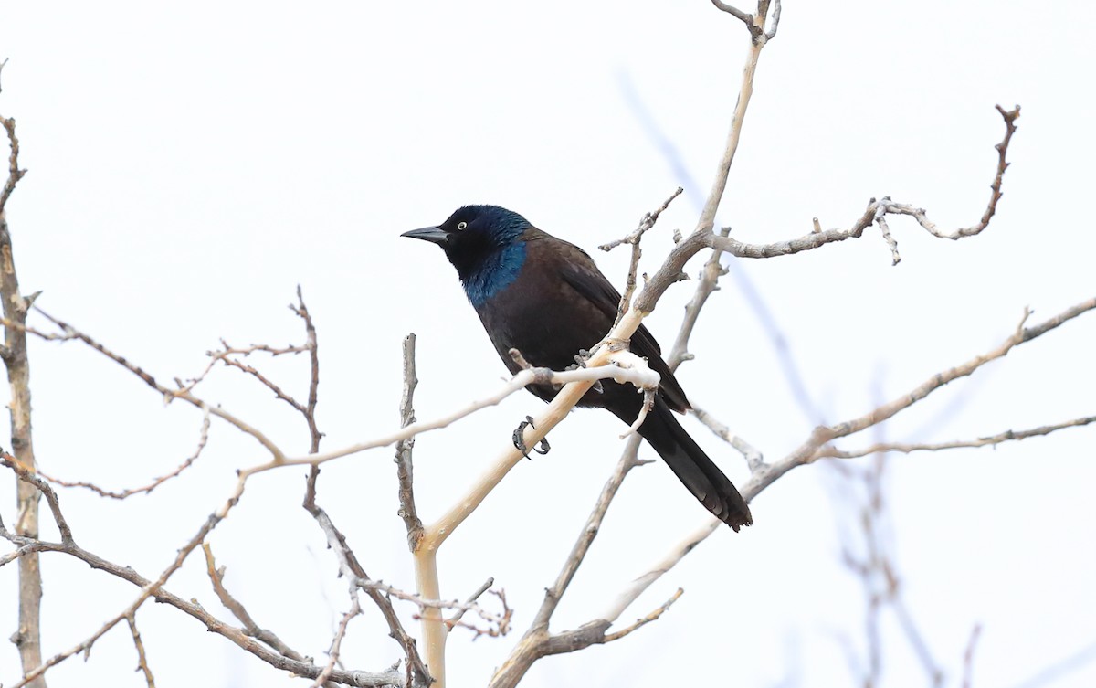 Common Grackle - ML308896651