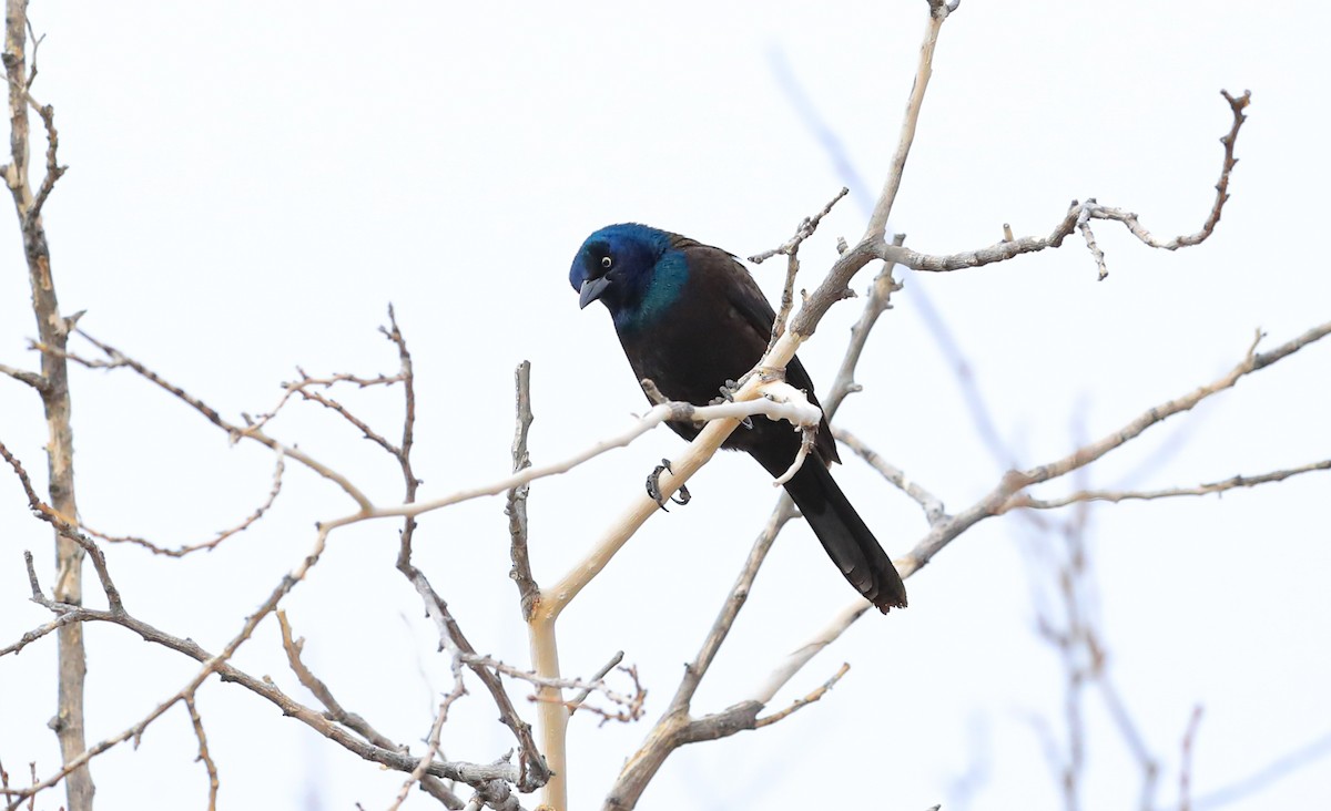 Common Grackle - ML308896681