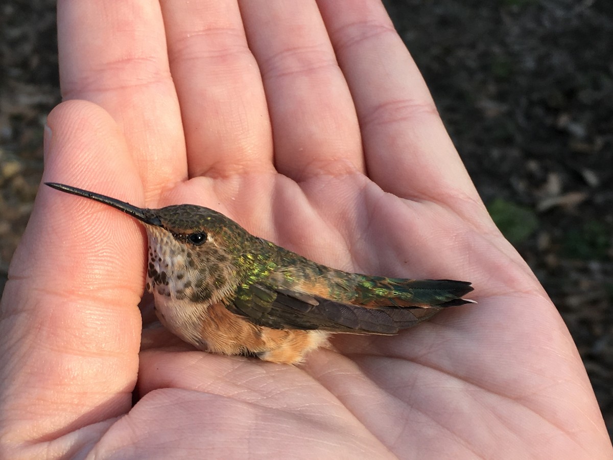 Rufous Hummingbird - Matt Brady