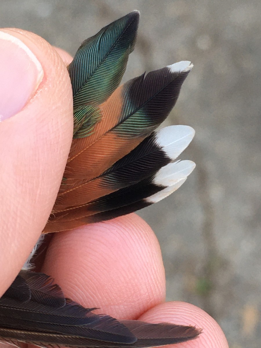 Rufous Hummingbird - Matt Brady